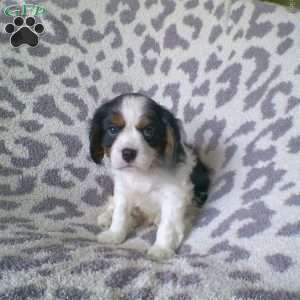 Duke, Cavalier King Charles Spaniel Puppy